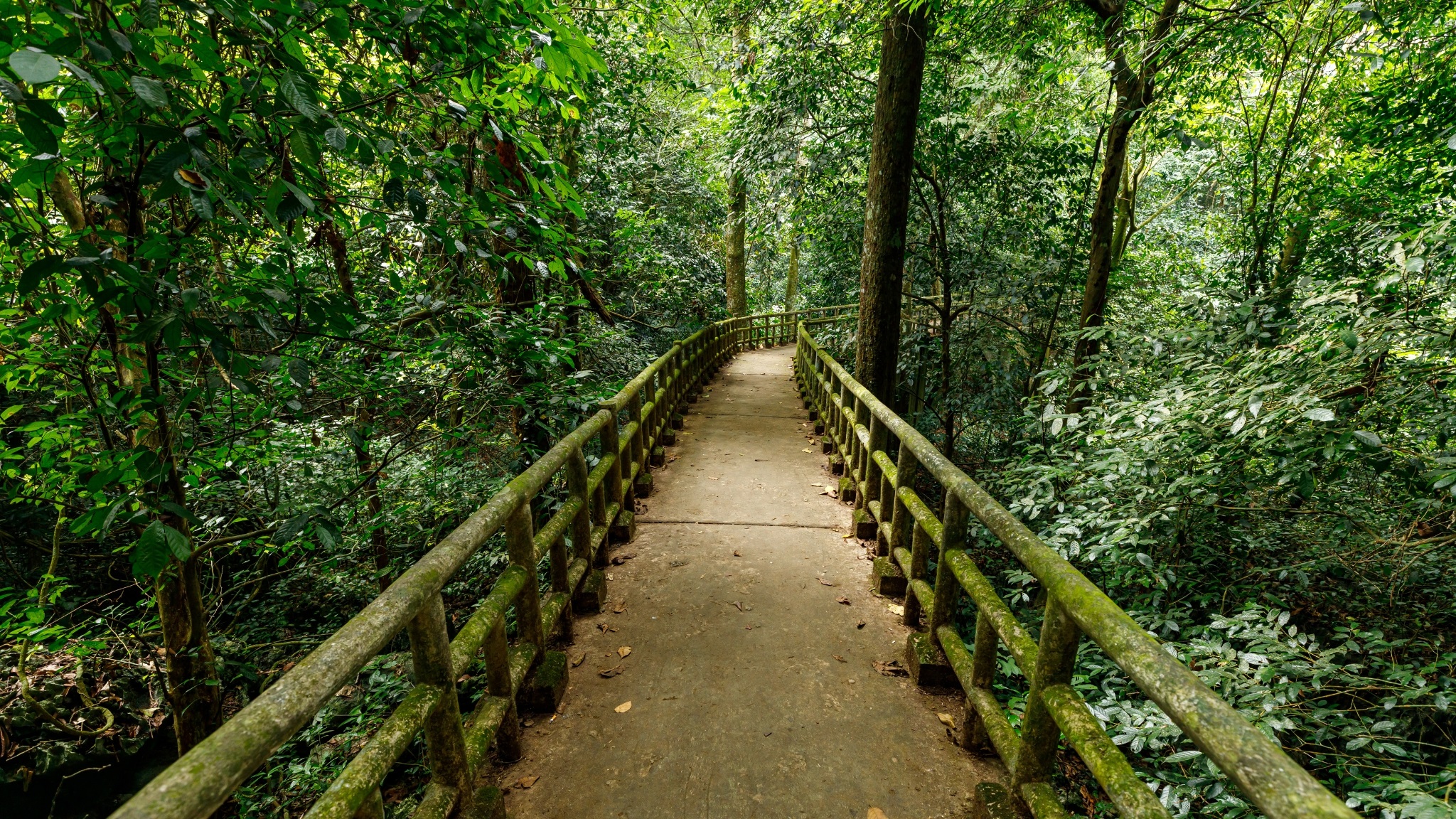 Haven For Endangered Primates And Native Turtles