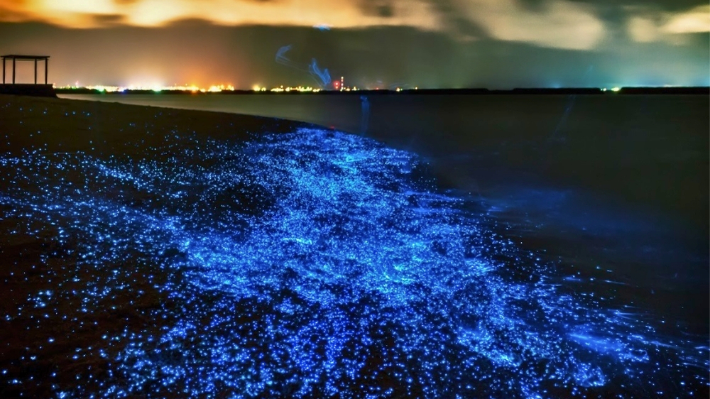 Bioluminescent Plankton