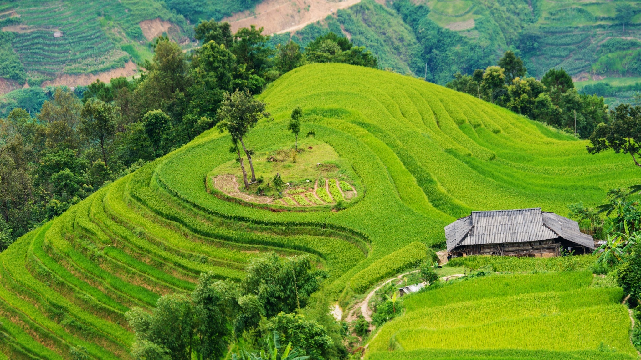 Layered Rice Fields Cascading Beautifully Across The Hills