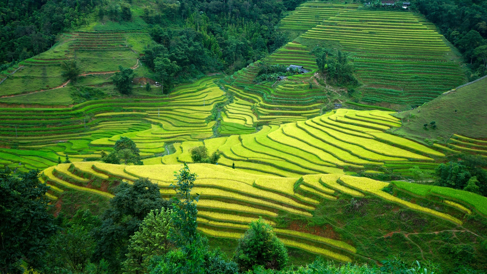 Hoang Su Phi Explore Vietnam’s Most Spectacular Rice Terraces Like A Local