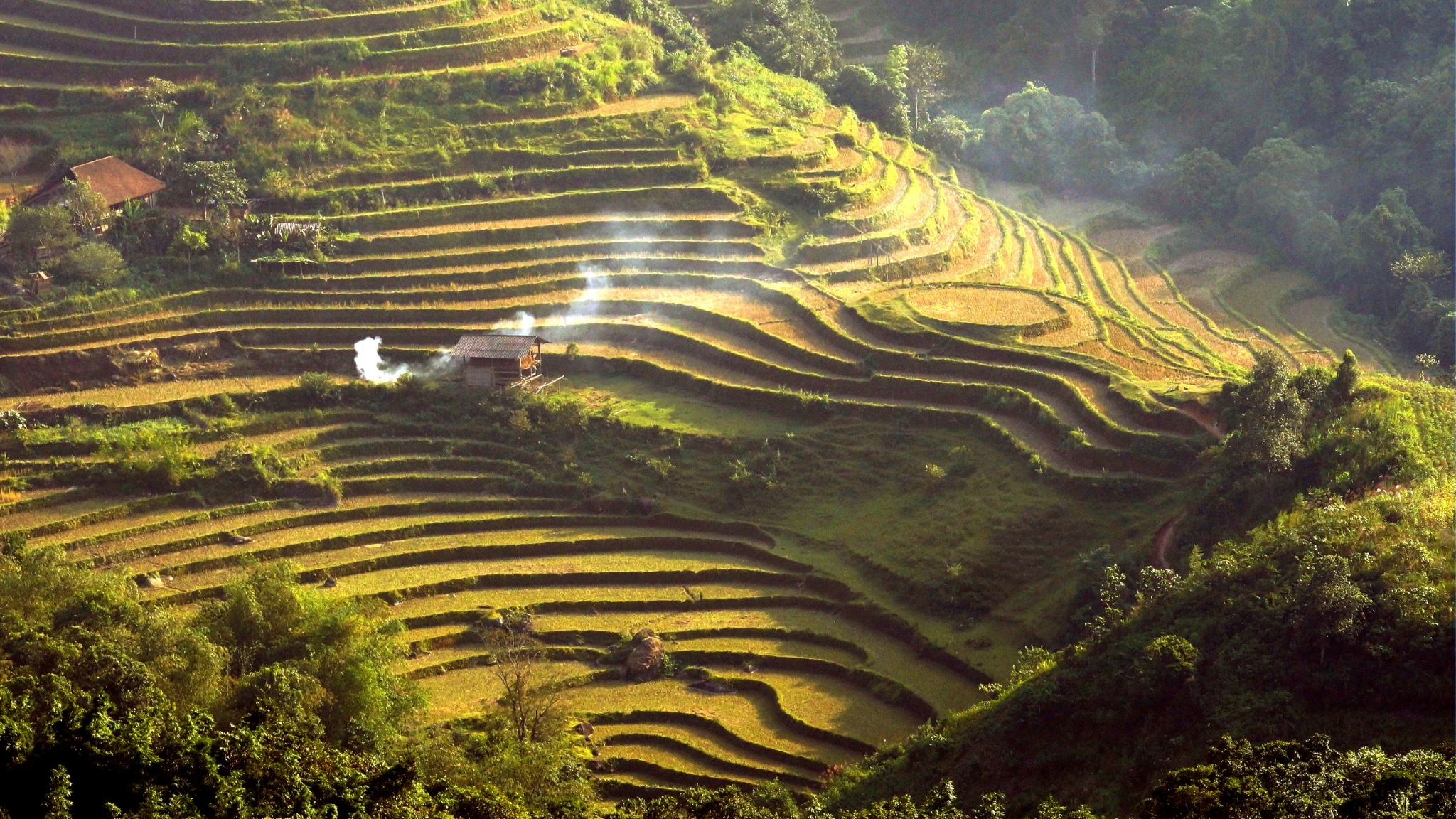 Fields Of Ripe Golden Rice Covering The Mountain Slopes