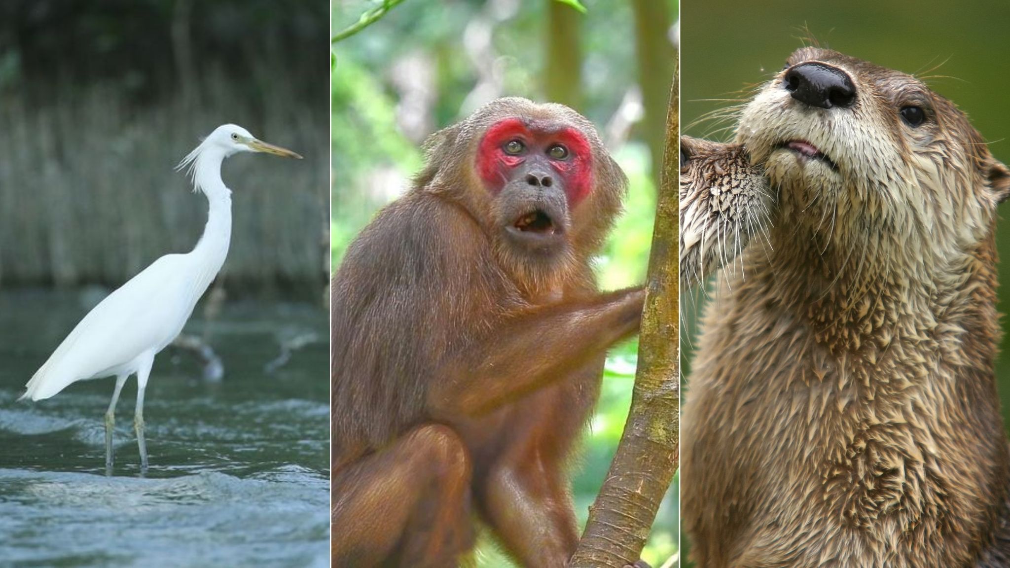 Rare wildlife found on Ba Mun Island
