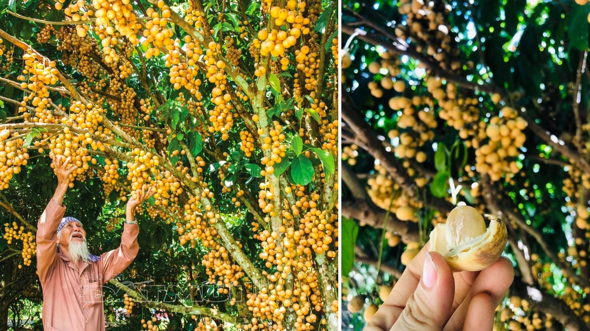 Try The Special Fruit At Cai Tau Garden