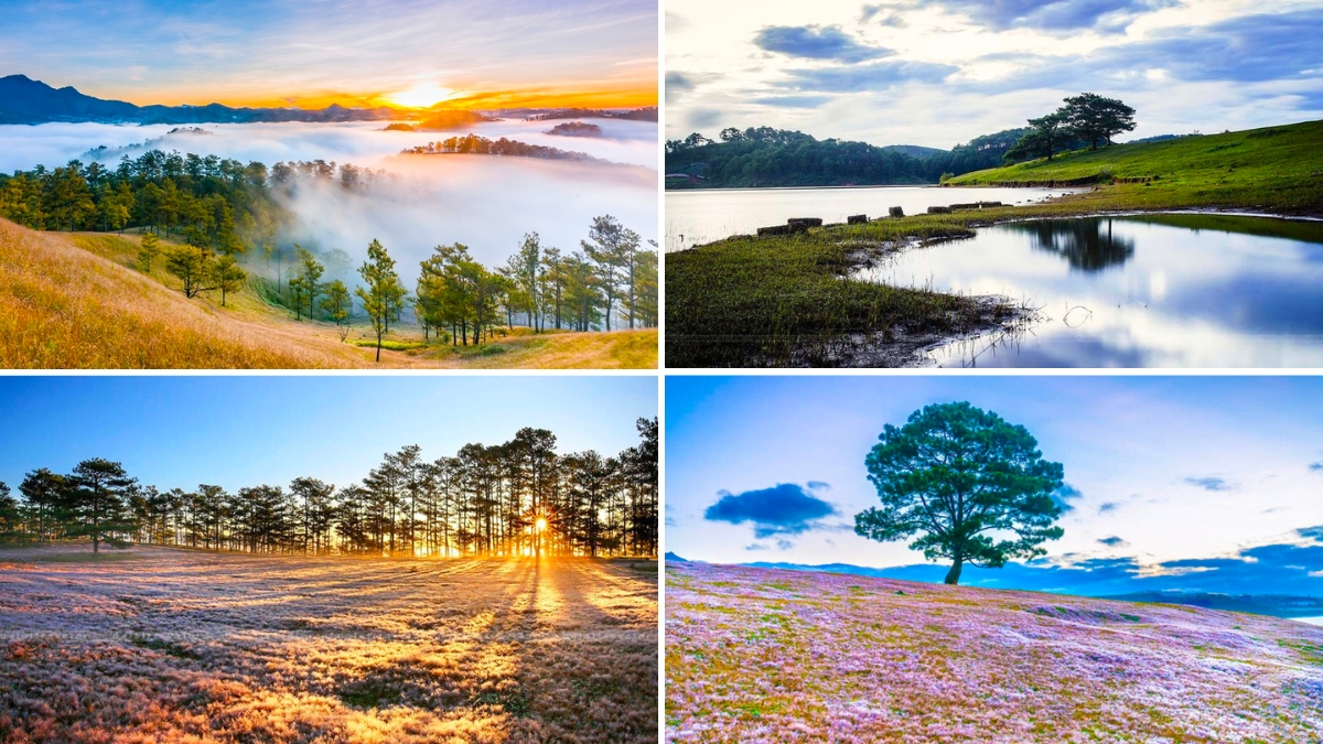 Thung Lung Vang Golden Valley