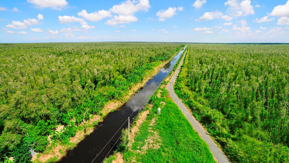 The Dark Color Of Water Caused By Fallen Mangrove Leaves In The U Minh Forest