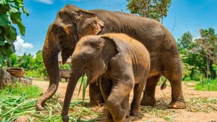One Day at the Ethical Elephant Sanctuary in Chiang Mai