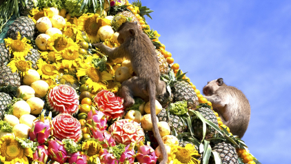 Lopburi Monkey Banquet Festival - The Most Unique Festival in Thailand