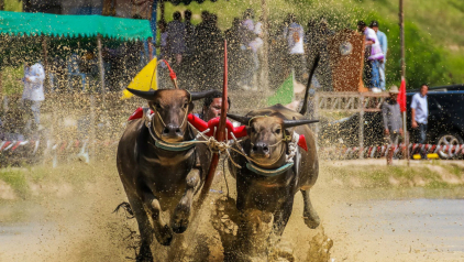 Enjoy the Excitement of Wing Kwai Festival in Thailand