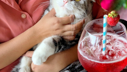 5 Most Adorable Cat Café in Bangkok