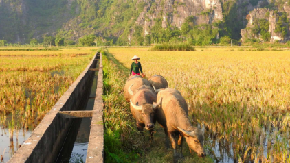 Is Ninh Binh Worth Visiting? Top 3 Reasons to Go