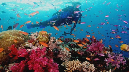 Nha Trang Prohibited Scuba Diving Off Tourist Attraction to Protect Corals