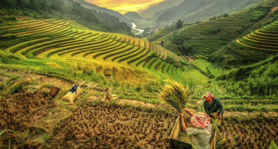 Mu Cang Chai Paragliding Festival – Flying Over Northern Vietnam Golden Terrace Fields