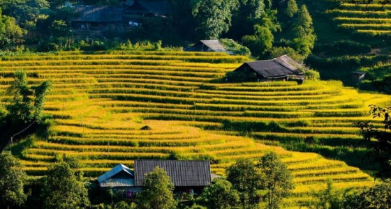 Best Time to Visit Rice Terraces in Sapa