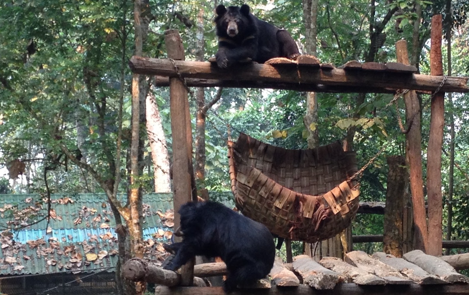 An Asiatic Black Bear in the Tat Kuang Si Rescue Centre