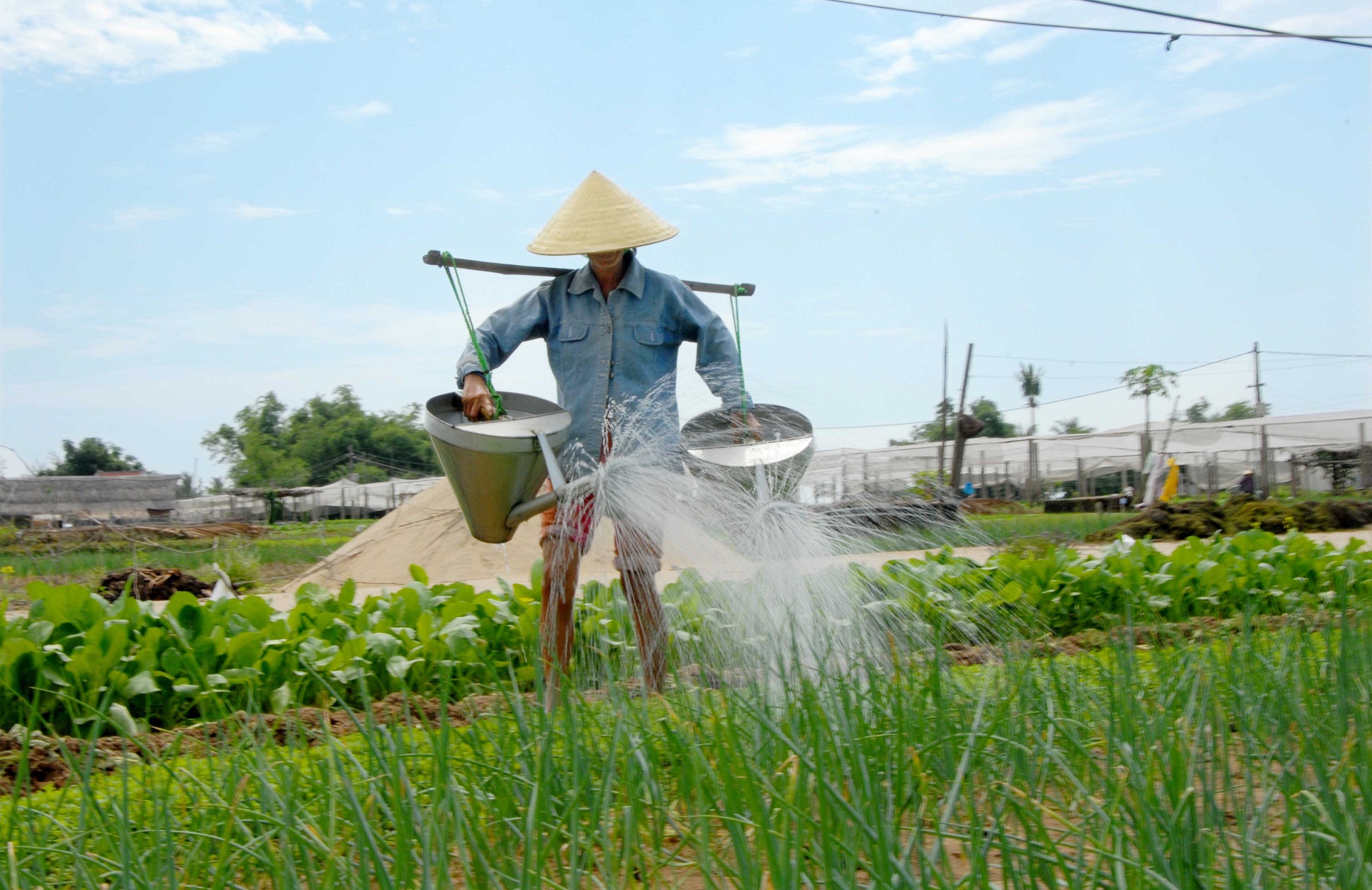 Farmer&nbsp;watering vegetables in her garden