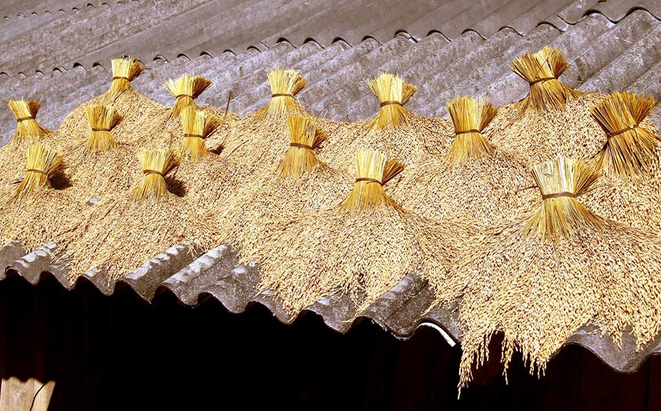 Rice - Vietnamese golden food