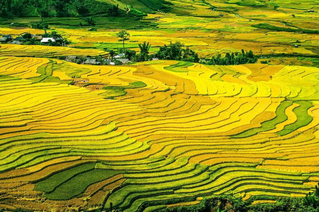 Splendid nature painting of Golden Rice Fields in Vietnam