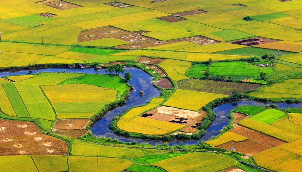 Vietnam Golden Rice in October