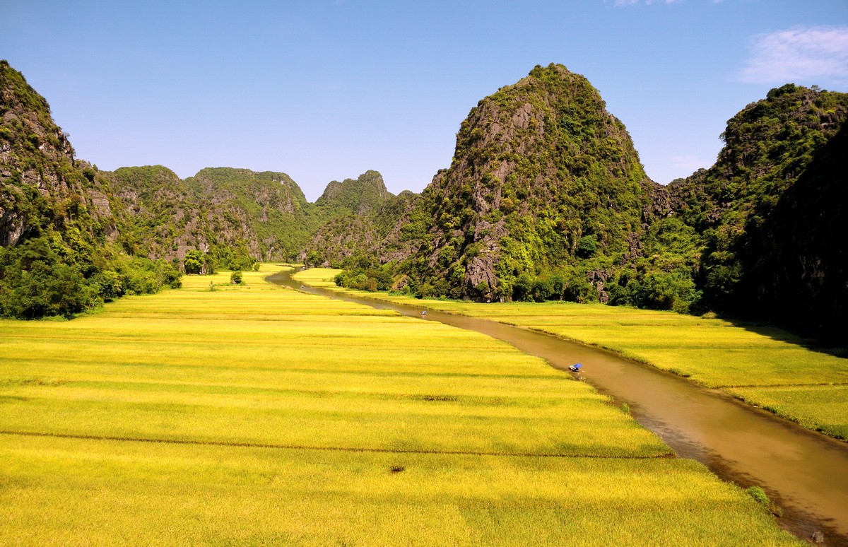 Tam Coc in harvesting season
