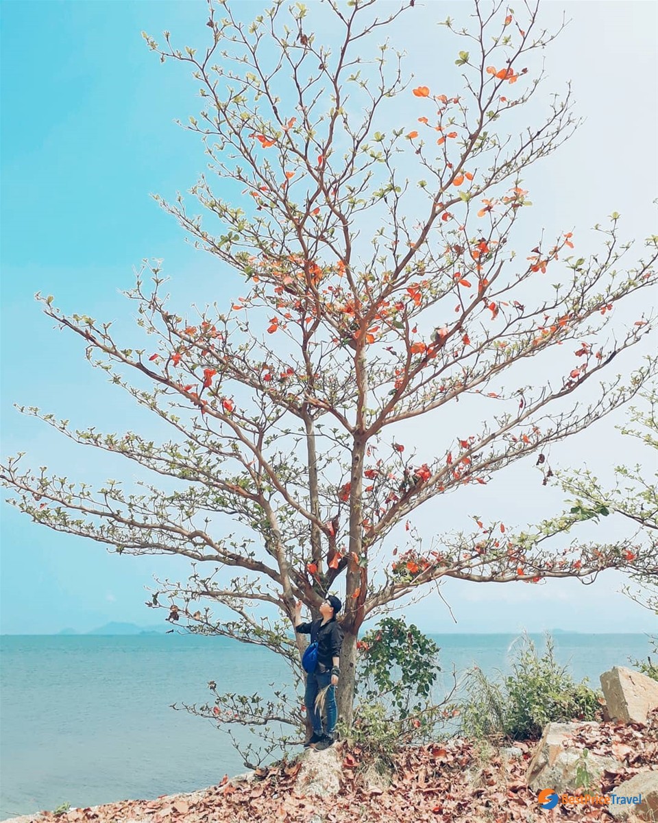 Trees are shedding their leaves Hai Tac Island