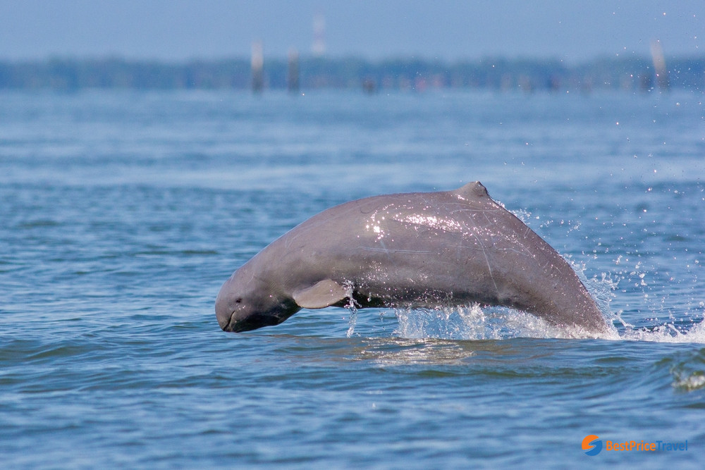 The unique Mekong Irrawaddy Dolphin