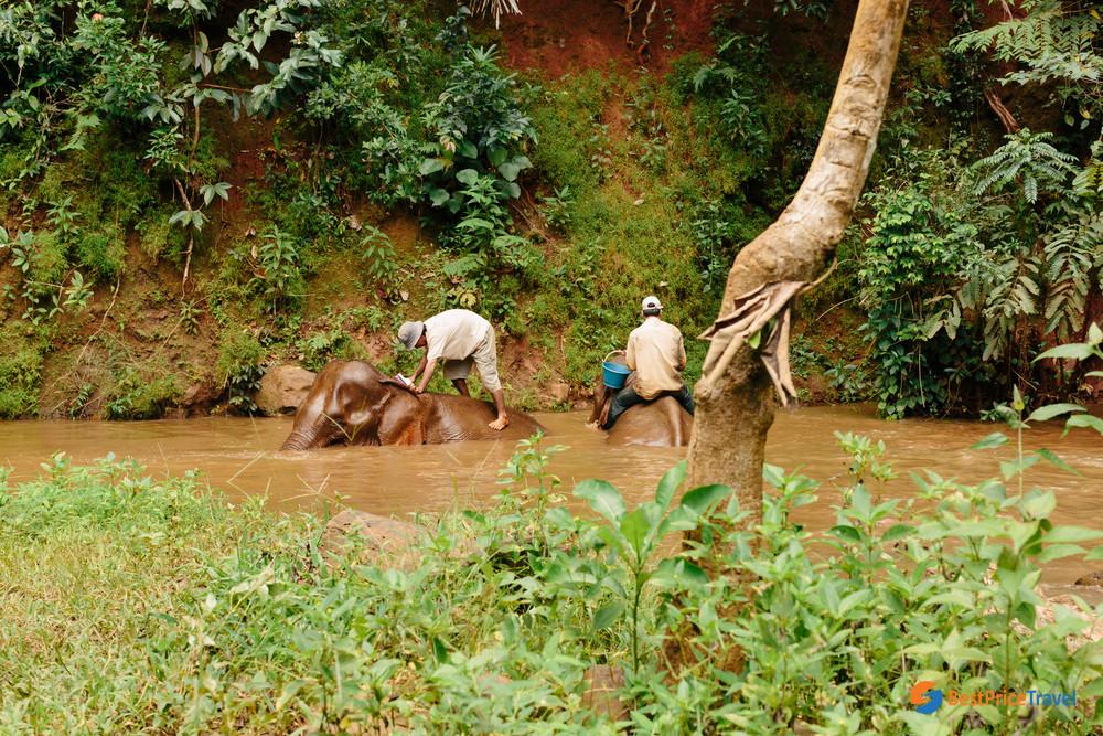 Mondulkiri Elephant