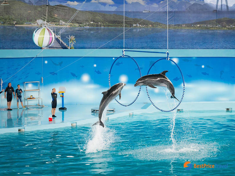Dolphin Show