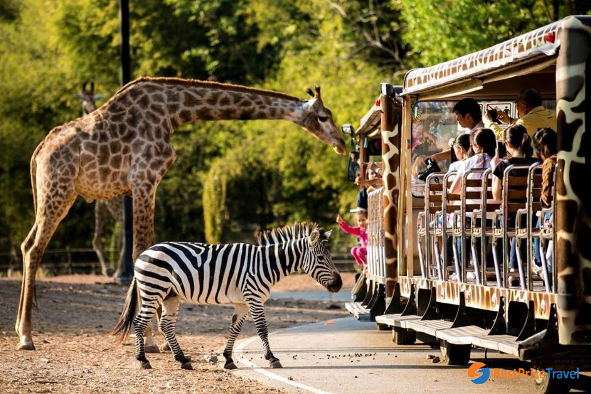 Night Safari Park - one of best things to do in Chiang Mai