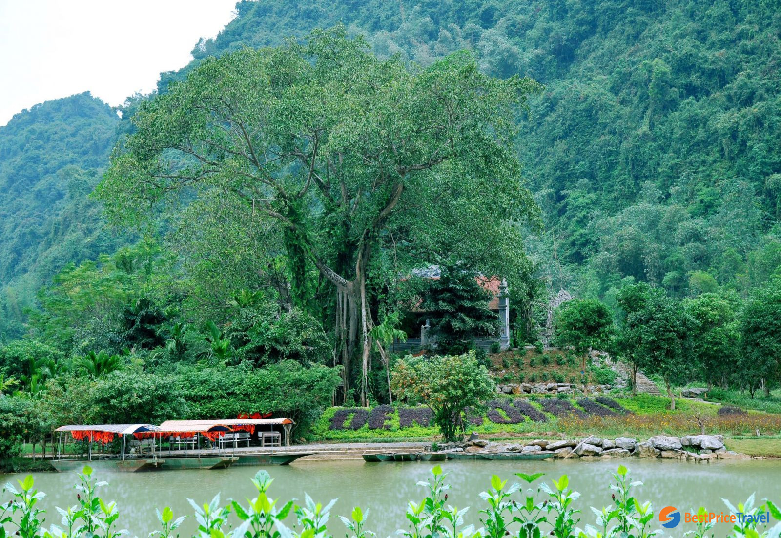 self-moving banyan tree in Thung Nham