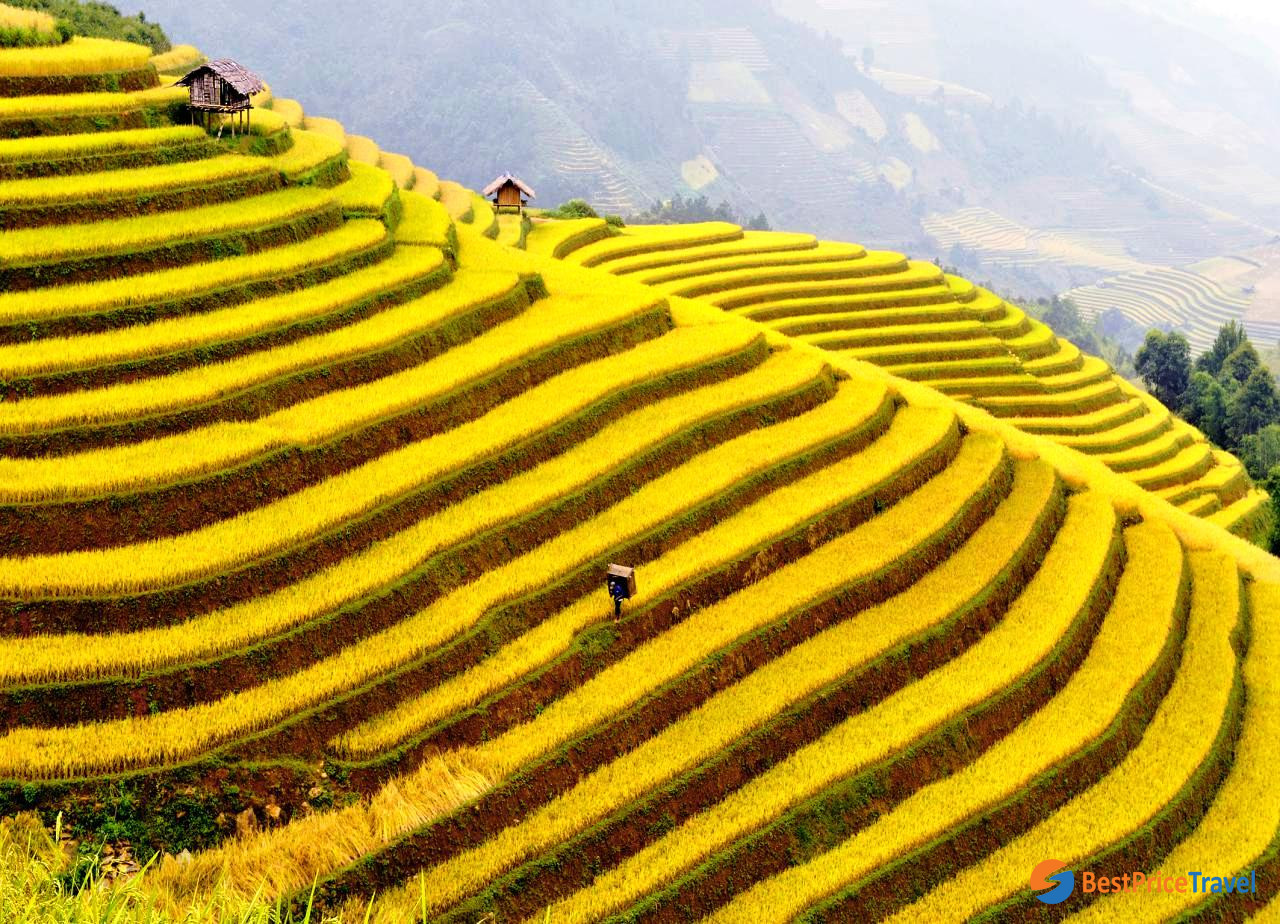 The Stunning Scenery Of Terrace Fields In Lao Chai - one of the most beautiful biking route in Sapa