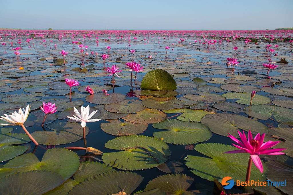 water lily in season