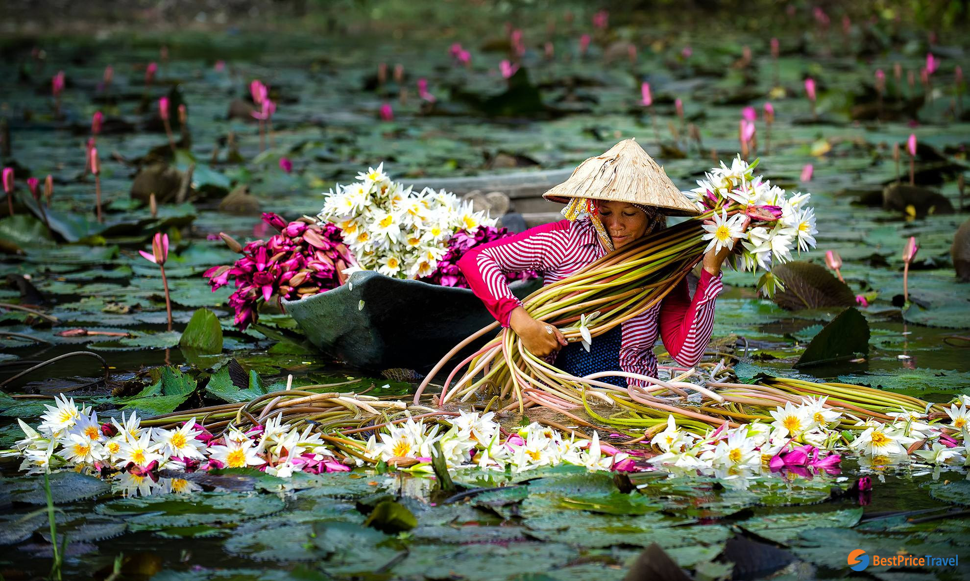 Mekong Delta in Water Lily Season