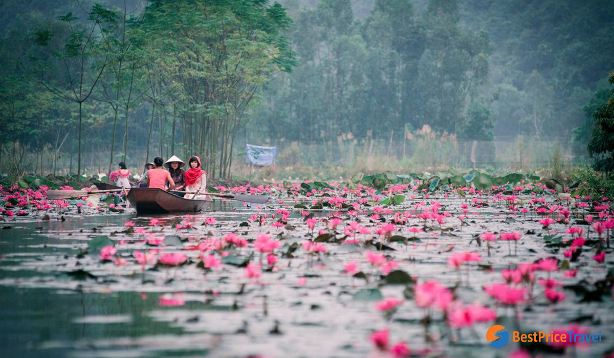 Water Lily in Yen Stream