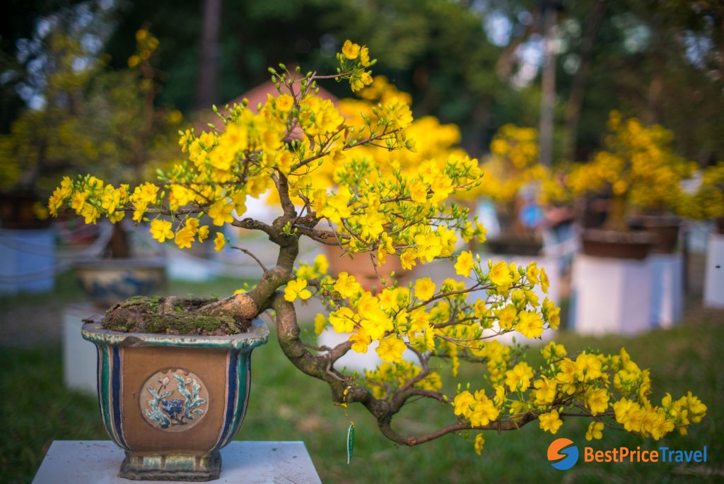 Apricot Blossom in the South - Vietnam&rsquo;s Tet Flower Markets 