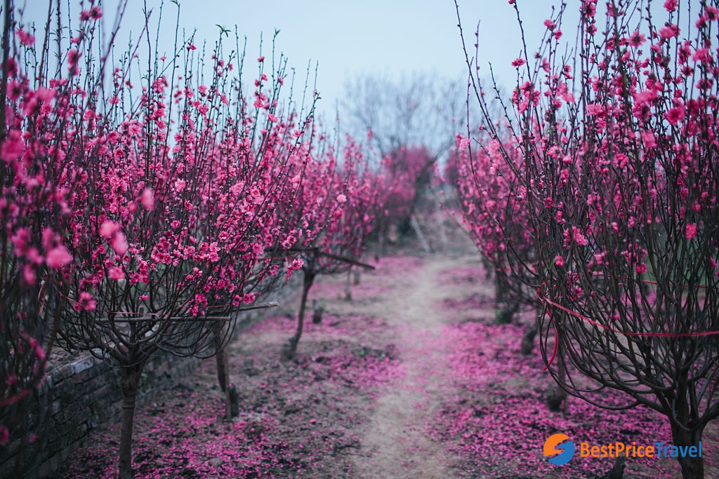 Cherry Blossom Garden in Hanoi - Vietnam&rsquo;s Tet Flower Markets 