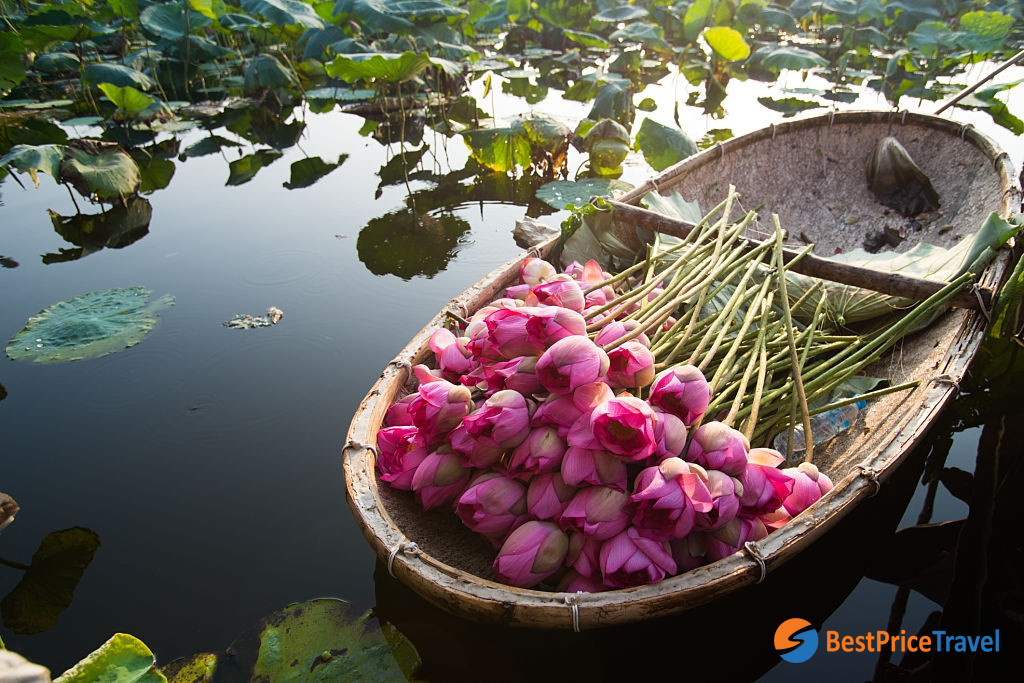 The pink lotus is mostly popular in Vietnam