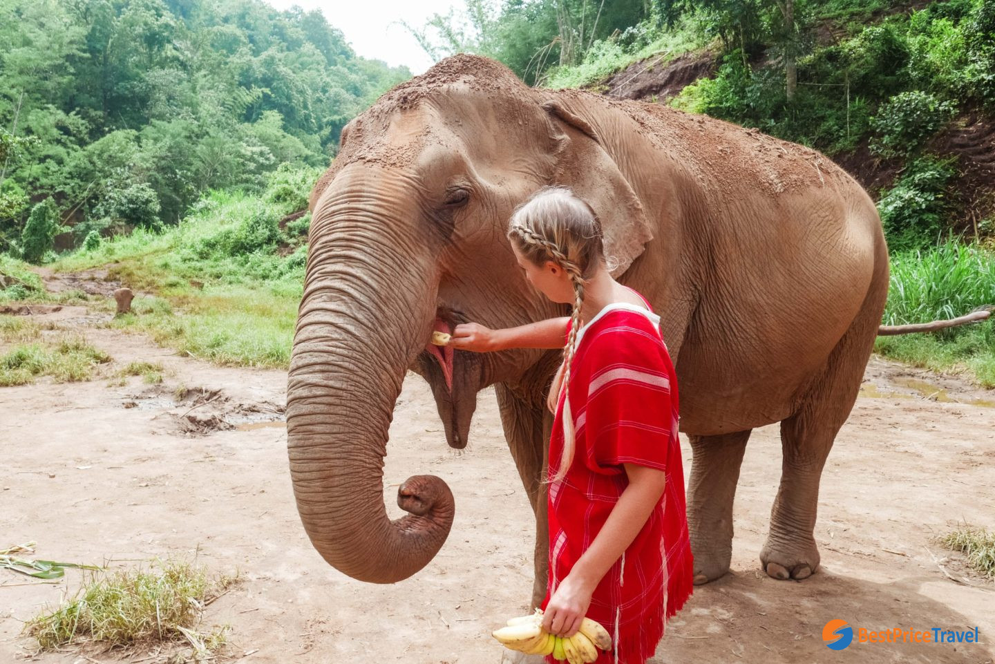 Feeding the elephants is the first step to get familiar with them