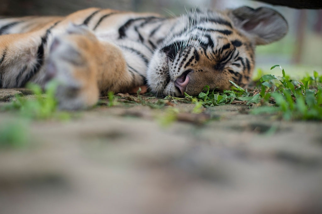 Tiger Kingdom- - Top 7 best things to do in Phuket