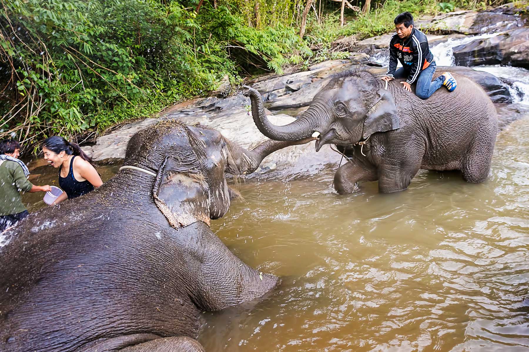 Elephant Jungle Sanctuary - Experience of the Best 6-day in Thailand