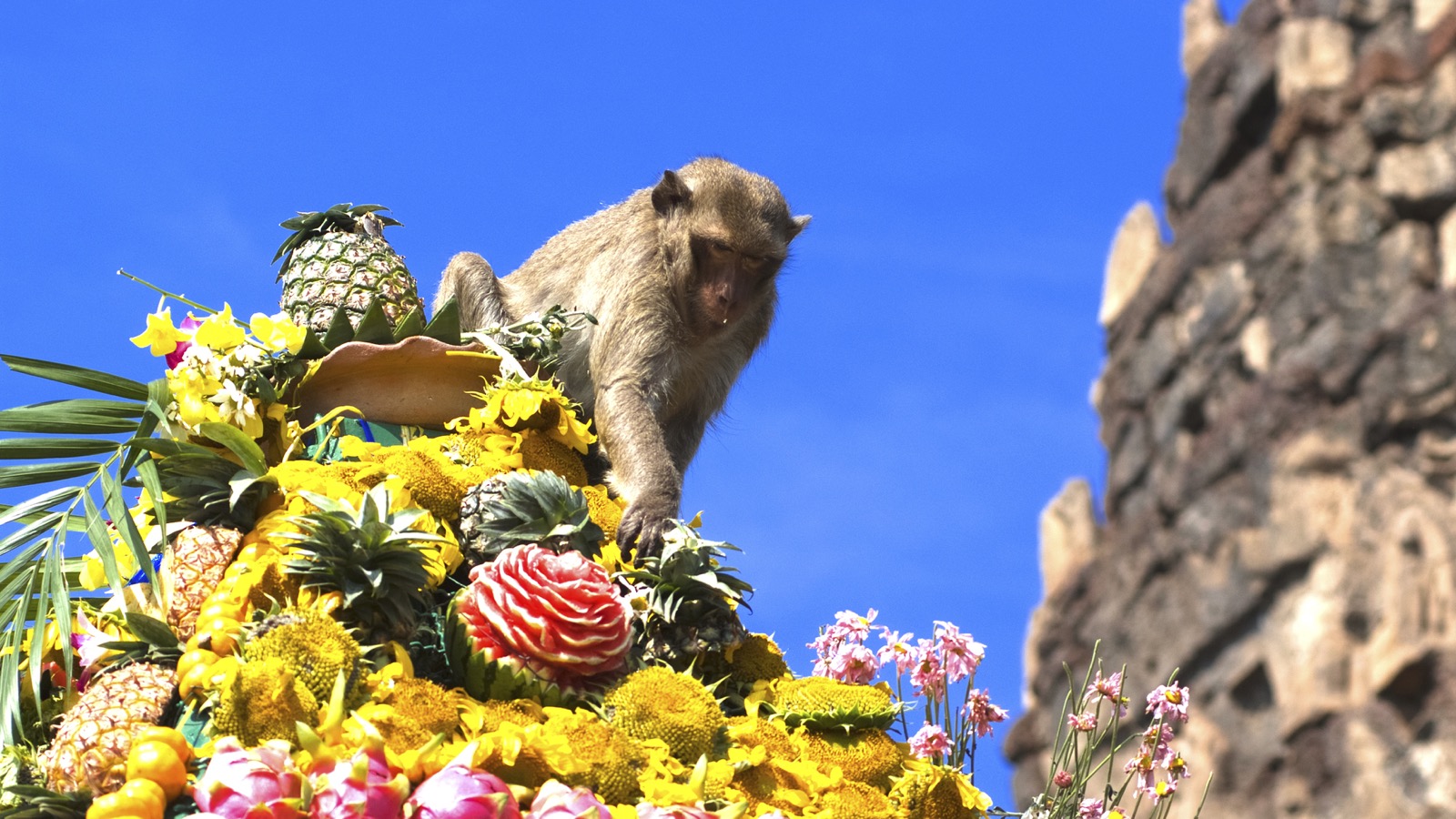 Lopburi Monkey Banquet Festival - The Most Unique Festival in Thailand