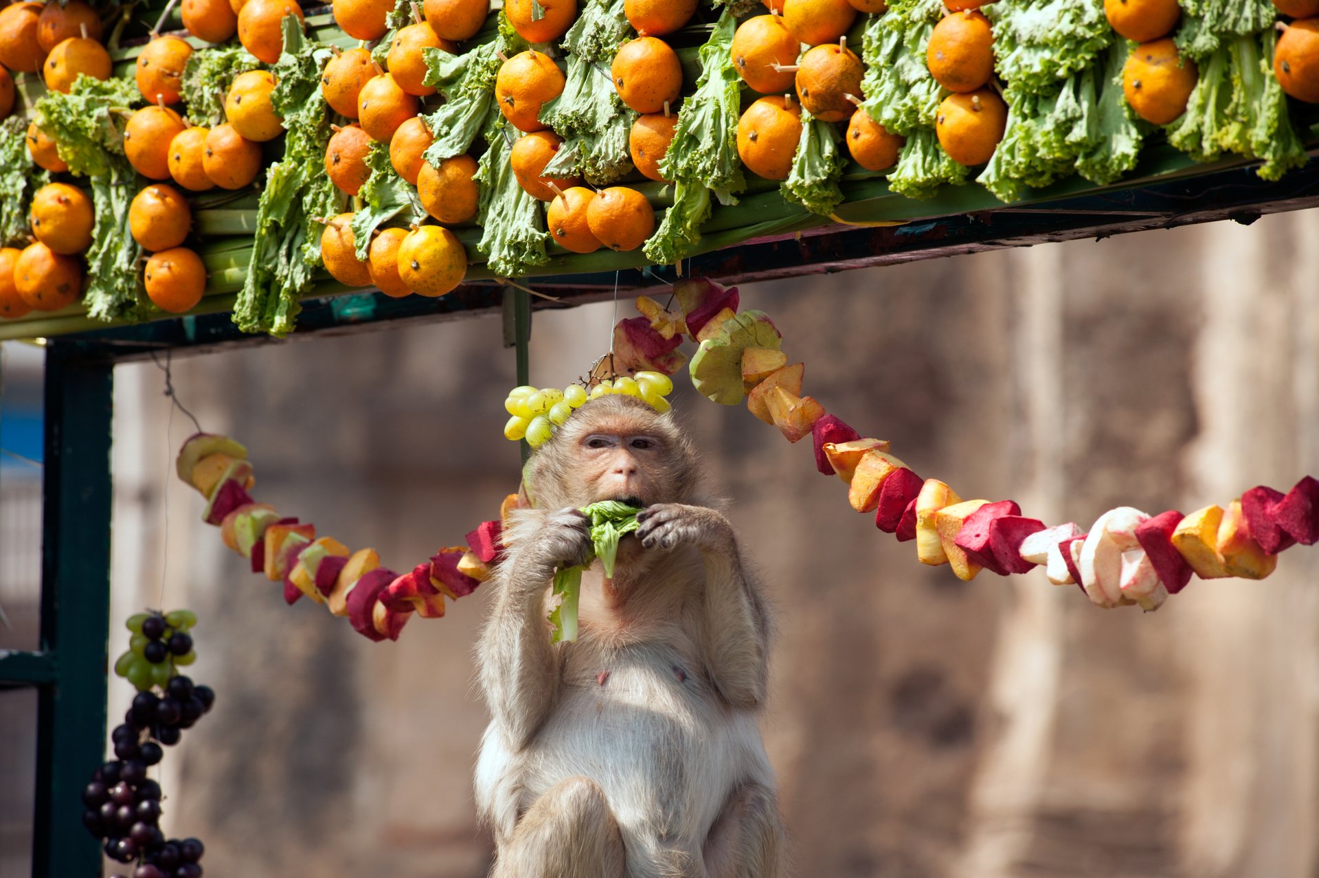 Lopburi Monkey Banquet Festival - The Most Unique Festival in Thailand