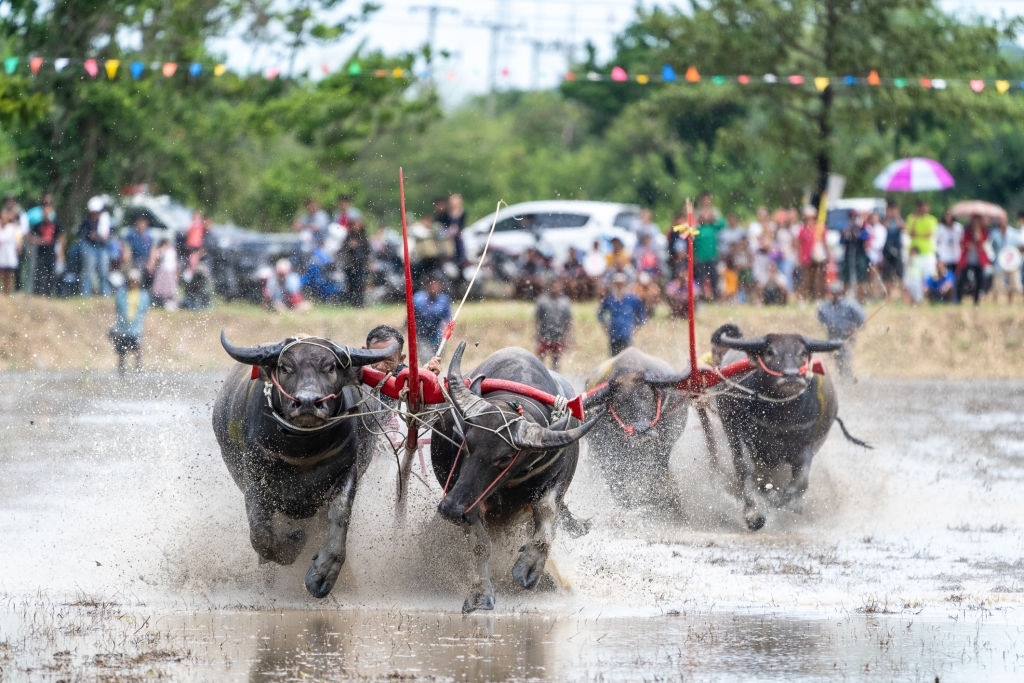 Buffalo racing at Wing Kwai Festival