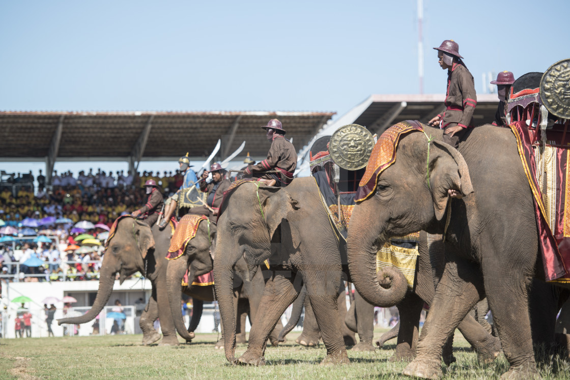 Surin Elephant Festival