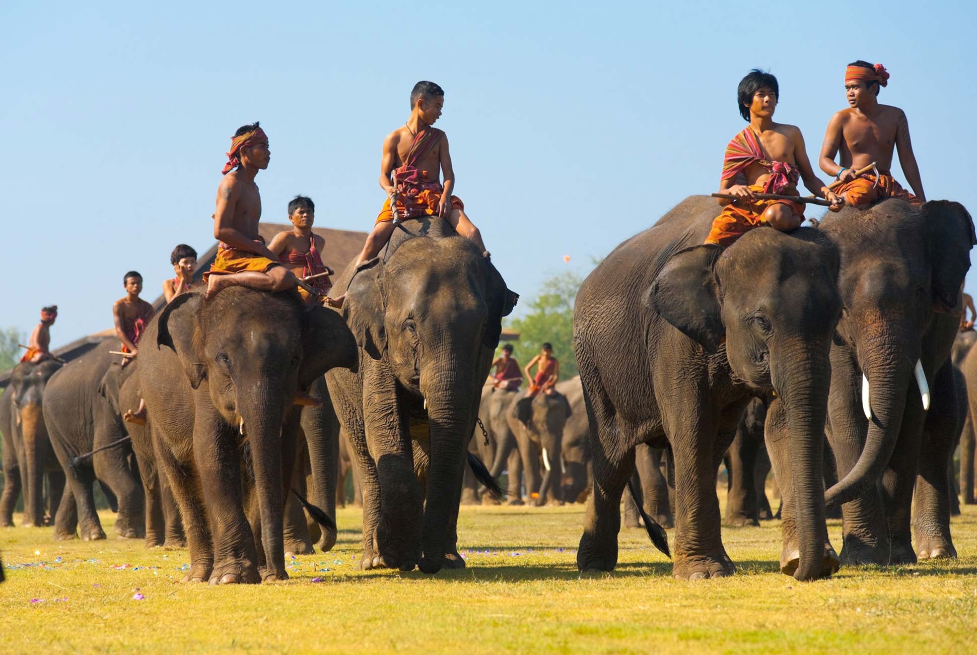 Surin Elephant Festival - What to Expect for Winter in Thailand