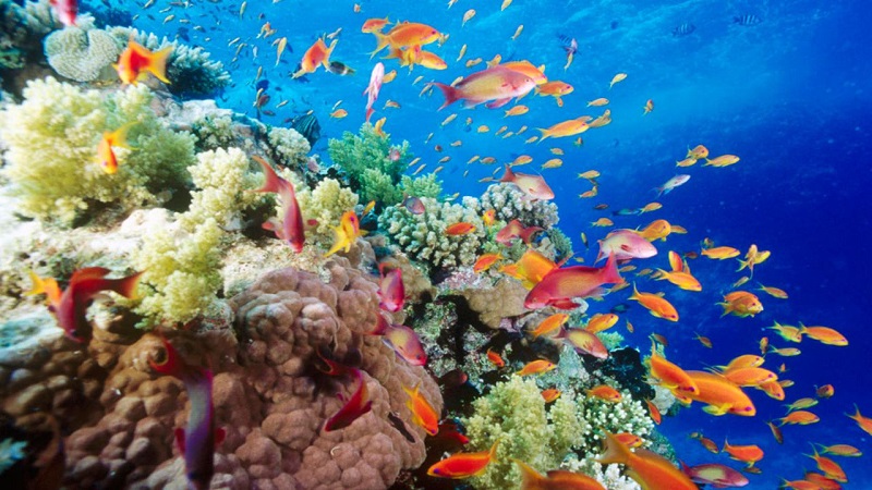 Snorkeling in Cham Island