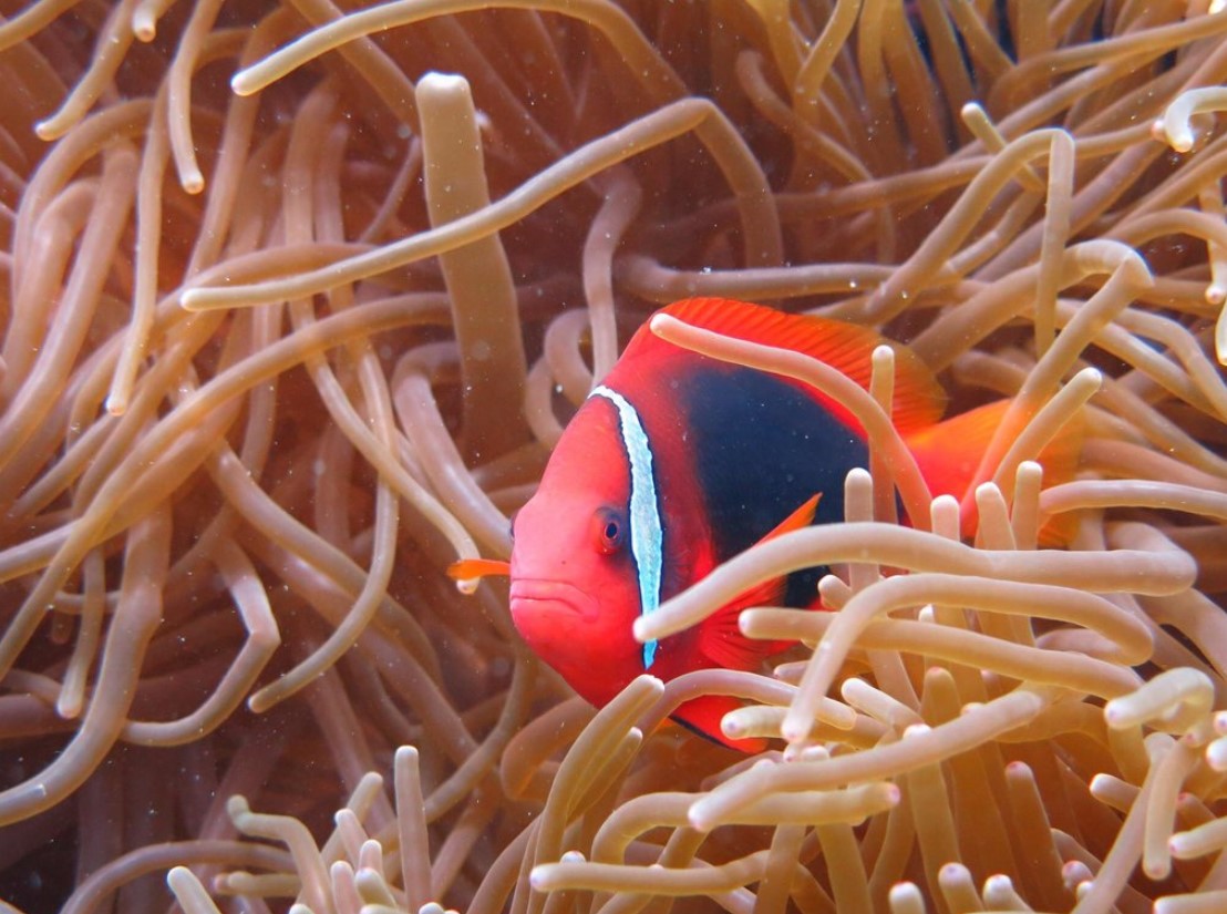 scuba diving