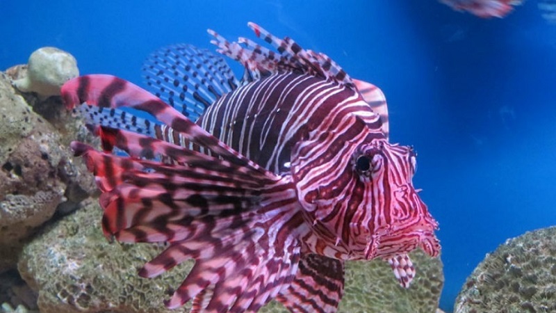 National Oceanographic Museum Of Vietnam