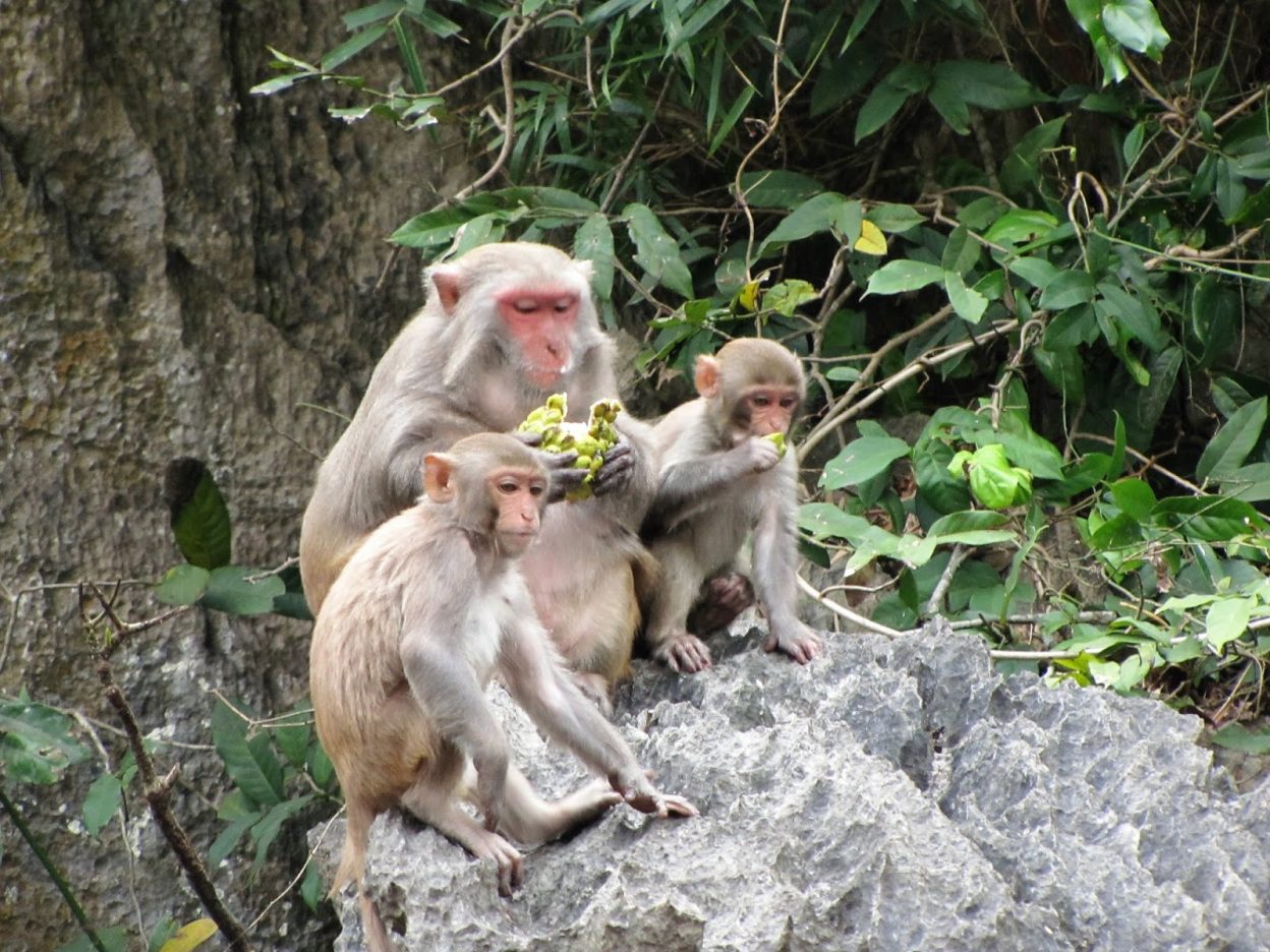 Monkey Island - Things to do in Cat Ba