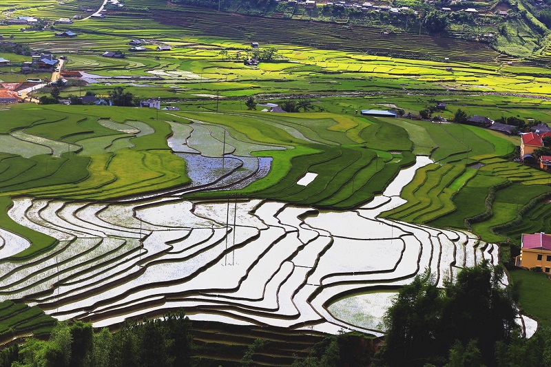 Terraced filed Mu Cang Chai June