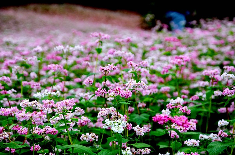 Buckwheat Flower Festival Vietnam weather November